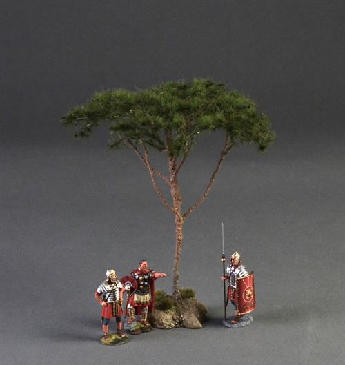 Pinjetræ (Pinus pinea) 