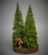 Fir Trees 