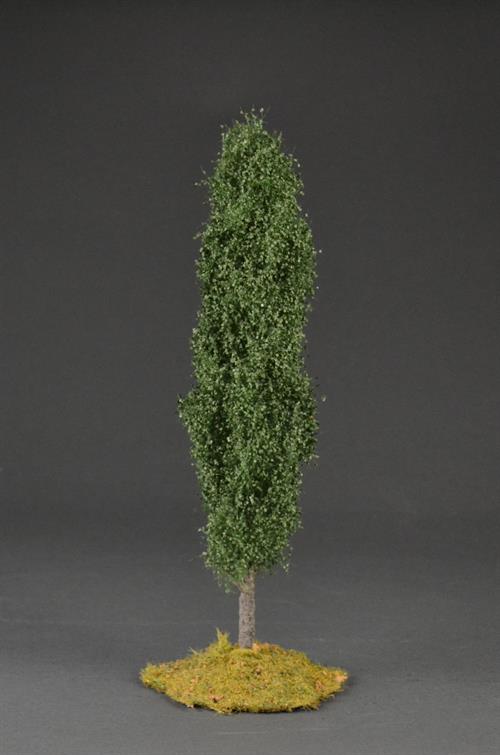 Poplar tree