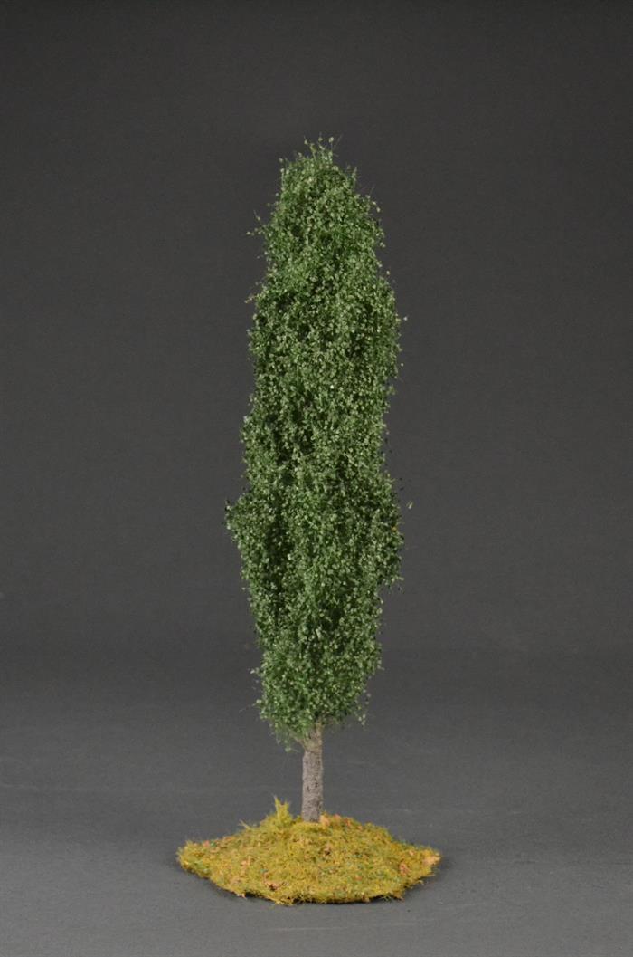 Poplar tree